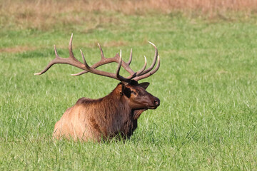 Bull elk laying on hillside in flowery field in mountains. 