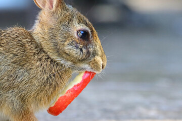 Closeup Bunny rabbit cottontail on patio with apple slice in mouth. 