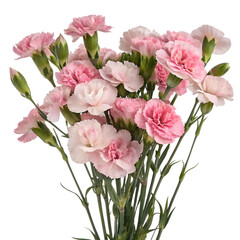 Fototapeta premium Delicate bouquet of pink dianthus flowers with lush greenery, isolated on transparent background