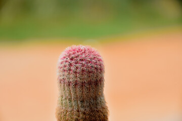 Beautiful blooming cactus, selective focus blurred green nature background. Hobby during work from home conceptBeautiful blooming cactus, selective focus blurred green nature background. Hobby during 