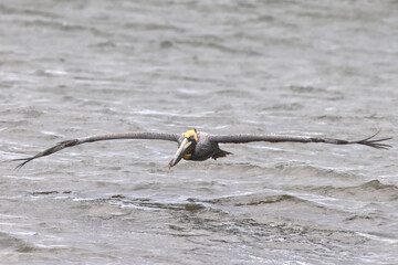 Brown pelican yellow head inflight in beach waves surf. 