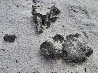 A piece of sea coal with a cracked, rubbery texture, a geological find washed up on the beach, highlighting natural and man-made debris.