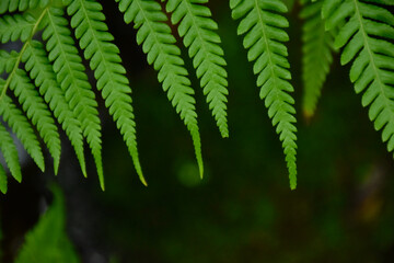 fern leaf in the forest