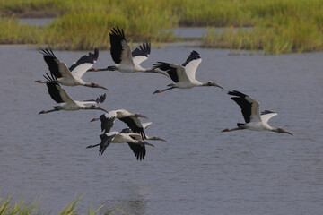 Flock of wood storks inflight over saltwater marsh. 
