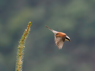Neuntöter Männchen im Abflug