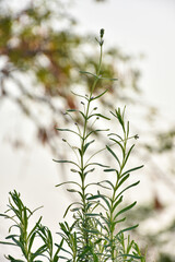 selective focus on lavender leaf on tree in home from using herbal in daily life
