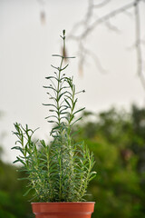 selective focus on lavender leaf on tree in home from using herbal in daily life
