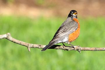 Adult robin on a limb. 