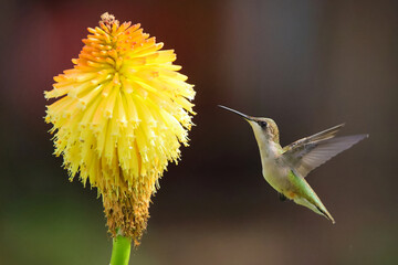 Ruby throated hummingbird pollenating on colorful summer flowers. 