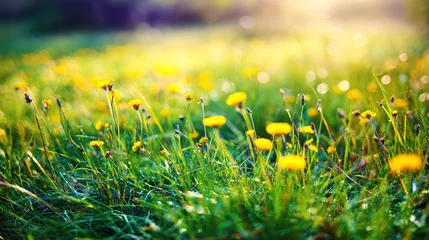 Foto auf Acrylglas Pflegezentrum Serene spring meadow with blooming flowers bathed in morning light, creating a peaceful natural setting.  © Da
