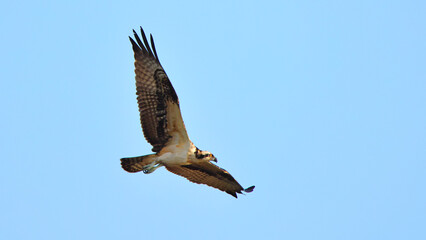 Osprey inflight against deep blue sky. 