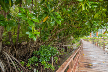 Mangrove forest exploration path walking trail , Wooden walkway bridge into the green forest,