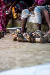 A man took many ducks to the market to sell.