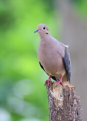 Dove perched on stick blurry background. 