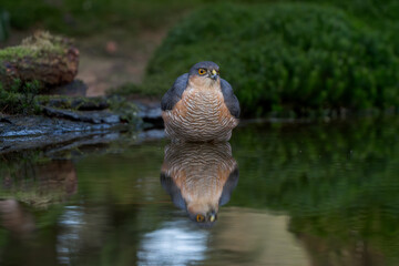 Sperber badet im Teich