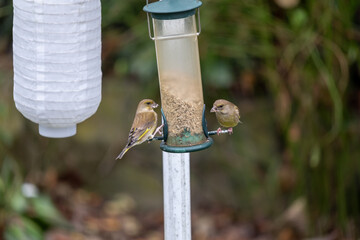 European Greenfinches Feeding at Garden Bird Feeder – Urban Wildlife & Birdwatching Scene