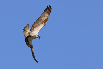 Osprey inflight against deep blue sky. 