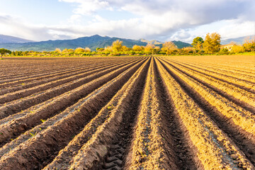Spring countryside landscape of brown farmland field with forrows for growing vegetables with beautiful mountains on background. Rows of plantation on rustic landscape.