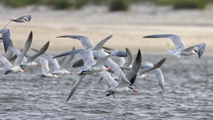 Black skimmer bird flock in surf at beach. 