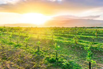 Naklejka premium beautiful green sunset garden with rows of young fruit trees in agricutlure farm field during sunset with amazing cloudy sky on background