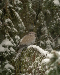 Winter Dove Resting on Snow-Covered Evergreen - Peaceful Bird in Snowy Conifer Tree, Cold Weather Wildlife Scene