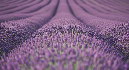 Lavender Field in Perspective