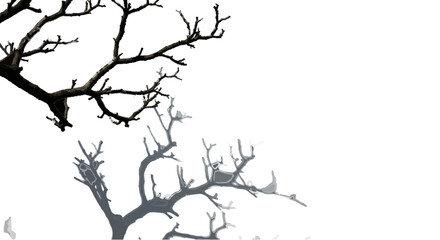 Fototapeta premium Tree branch casting shadow
