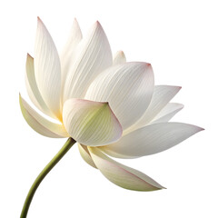 Obraz premium A beautiful white lotus flower in bloom with delicate petals