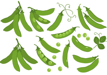 Assorted green peas pods vines  loose peas on white © dhorido studio