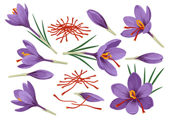 Saffron crocus flowers and spice threads depicted with purple petals and orange stigmas