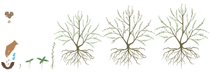 Cycle of growth of manuka plant isolated on a white background..eps