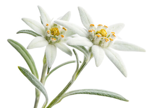   edelweiss flower isolated on white background PNG ,AI GENERATED