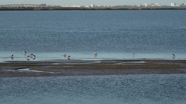 Calidris minuta on a lake and seagulls on a beach near water in a natural coastal landscape