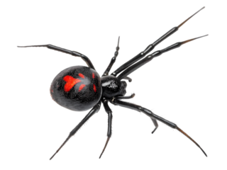 A Detailed CloseUp View of a Black Widow Spider Its Distinctive Markings and Anatomy on transparent background