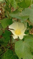 Cotton Plant with Blooming White Flower in Agricultural Field