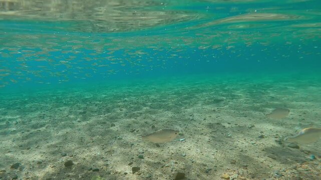 Shoal of Flagtail (Kuhlia mugil) swim in blue water above sandy-stoned bottom with school of Silversides Atherina, this group is attacked by hunting Full Beak or Red Sea Houndfish (Tylosurus choram)
