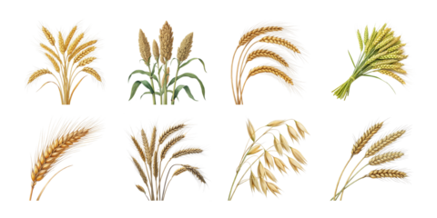 Collection of realistic cereal crop illustrations including wheat barley oat rice millet rye sorghum and grain bundles on white background
