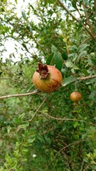 Close-up of Ripening Pomegranate Fruit on Tree Branch in an Orchard