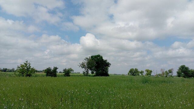 Vast Green Field Under a Bright Blue Sky with White Clouds