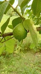 Close-up of Green Unripe Guava Fruit Hanging on a Branch in the Orchard