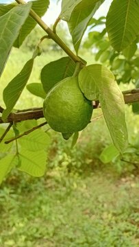 Close-up of Green Unripe Guava Fruit Hanging on a Branch in the Orchard