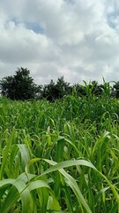 Lush Green Millet Field Under Cloudy Sky in Rural Landscape