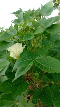 Cotton Plant with Blooming White Flower in Agricultural Field