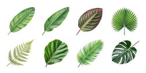 Tropical green leaves collection including monstera, palm, banana, and fern foliage isolated on white background
