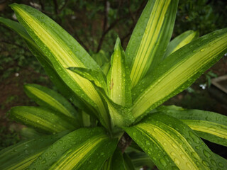 Obraz premium close up of a plant