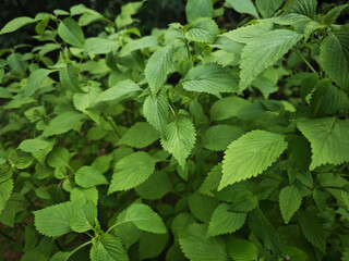 mint leaves in the garden