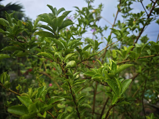 green  tree