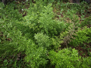 green moss background