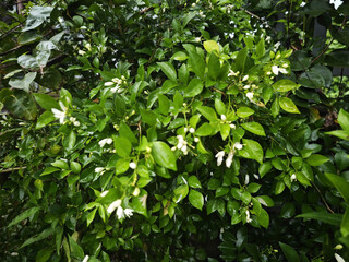 green leaves background