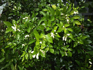 green leaves background
